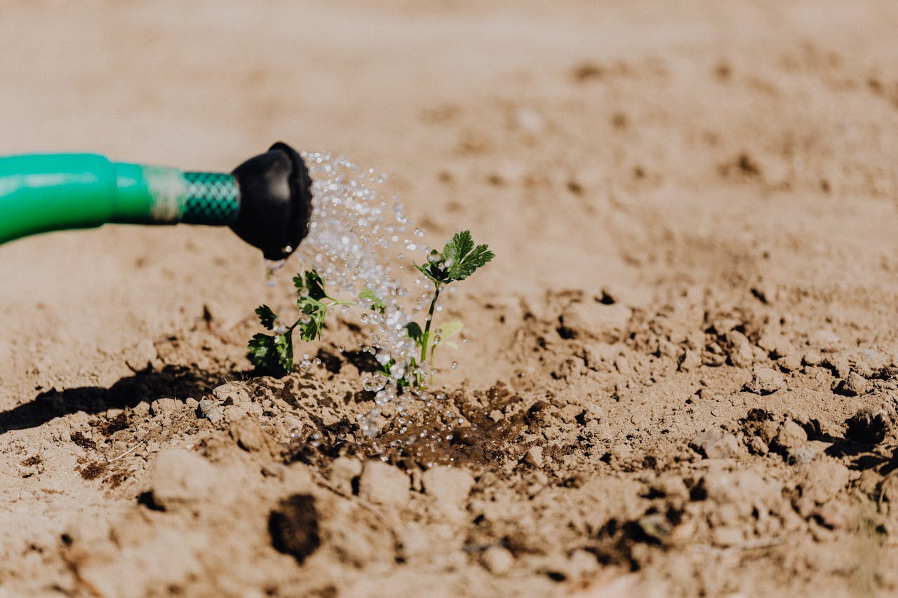 High angle of delicate baby plant growing from soil and irrigating from watering can on sunny day